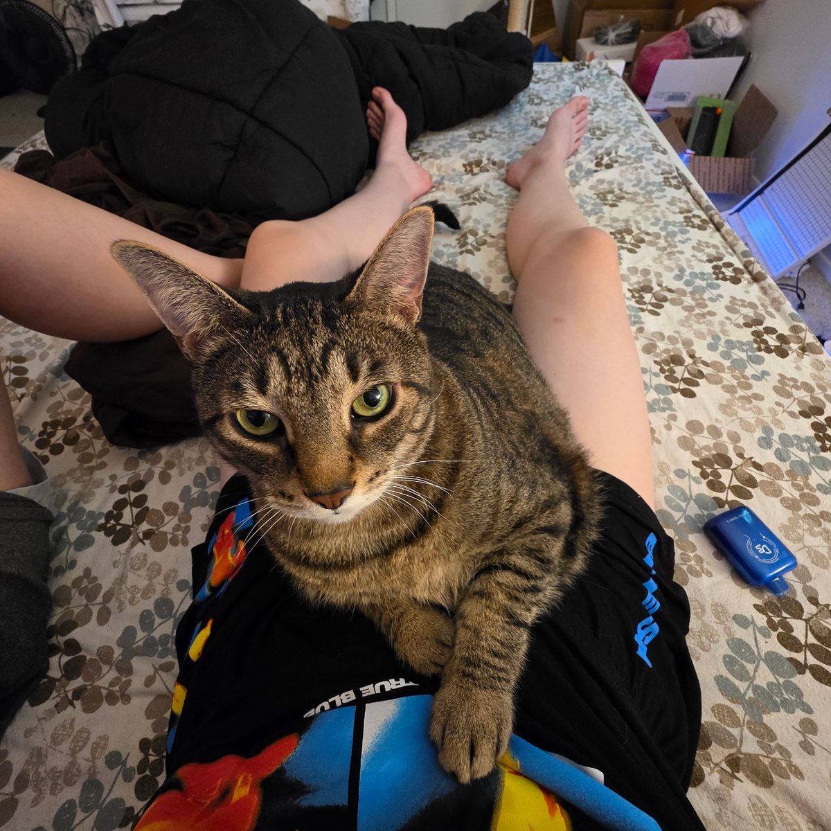 Lazy summer night in bed with a tabby cat