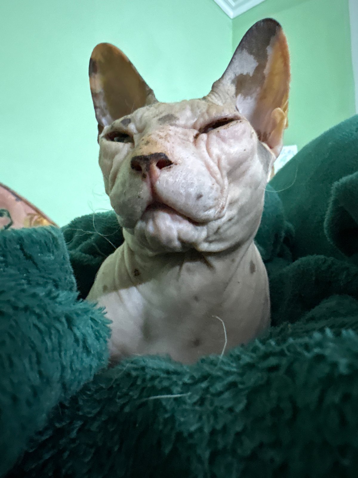 Cat photography session captures multiple breeds resting in Almaty