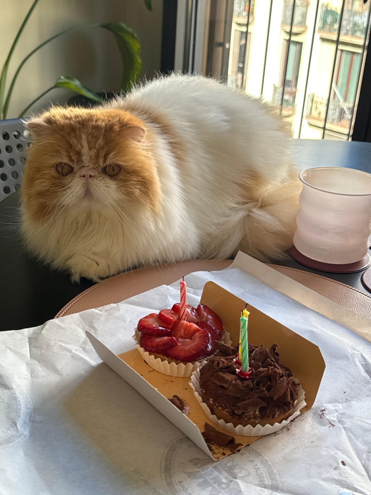 Cat poses with cupcakes in Barcelona morning scene