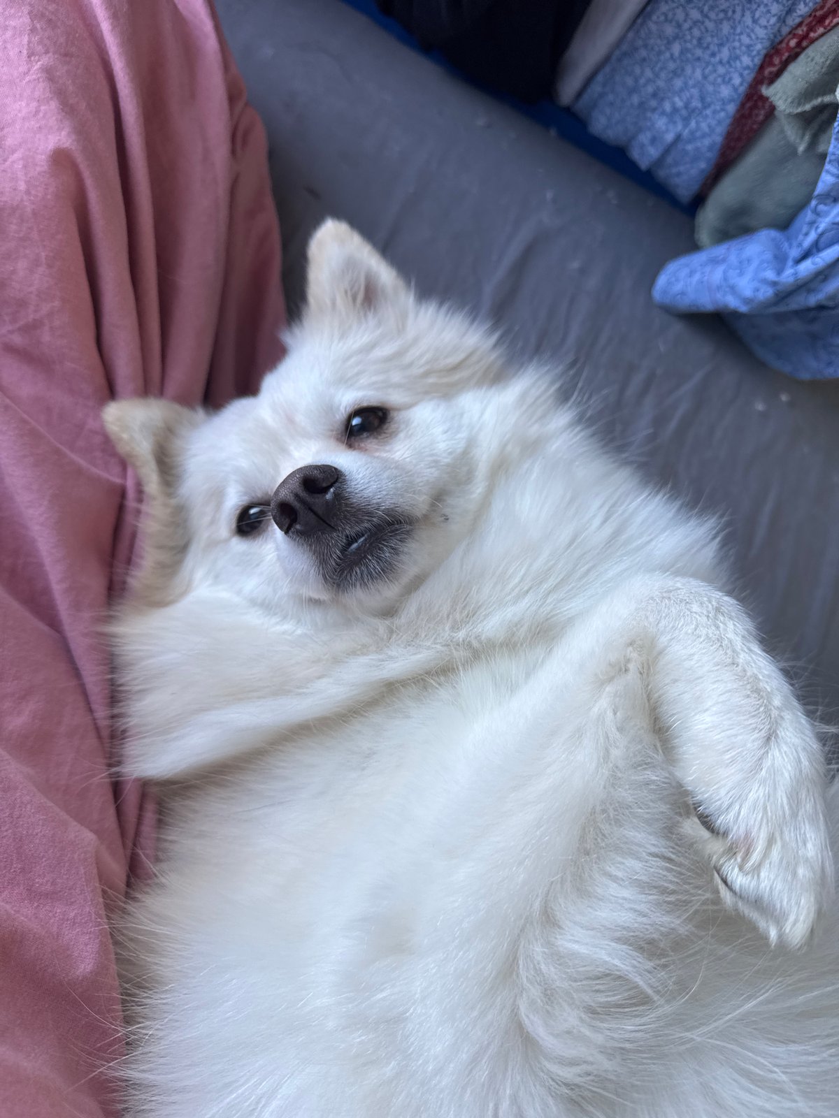 White dog rests upside down on pink blanket in Sofia