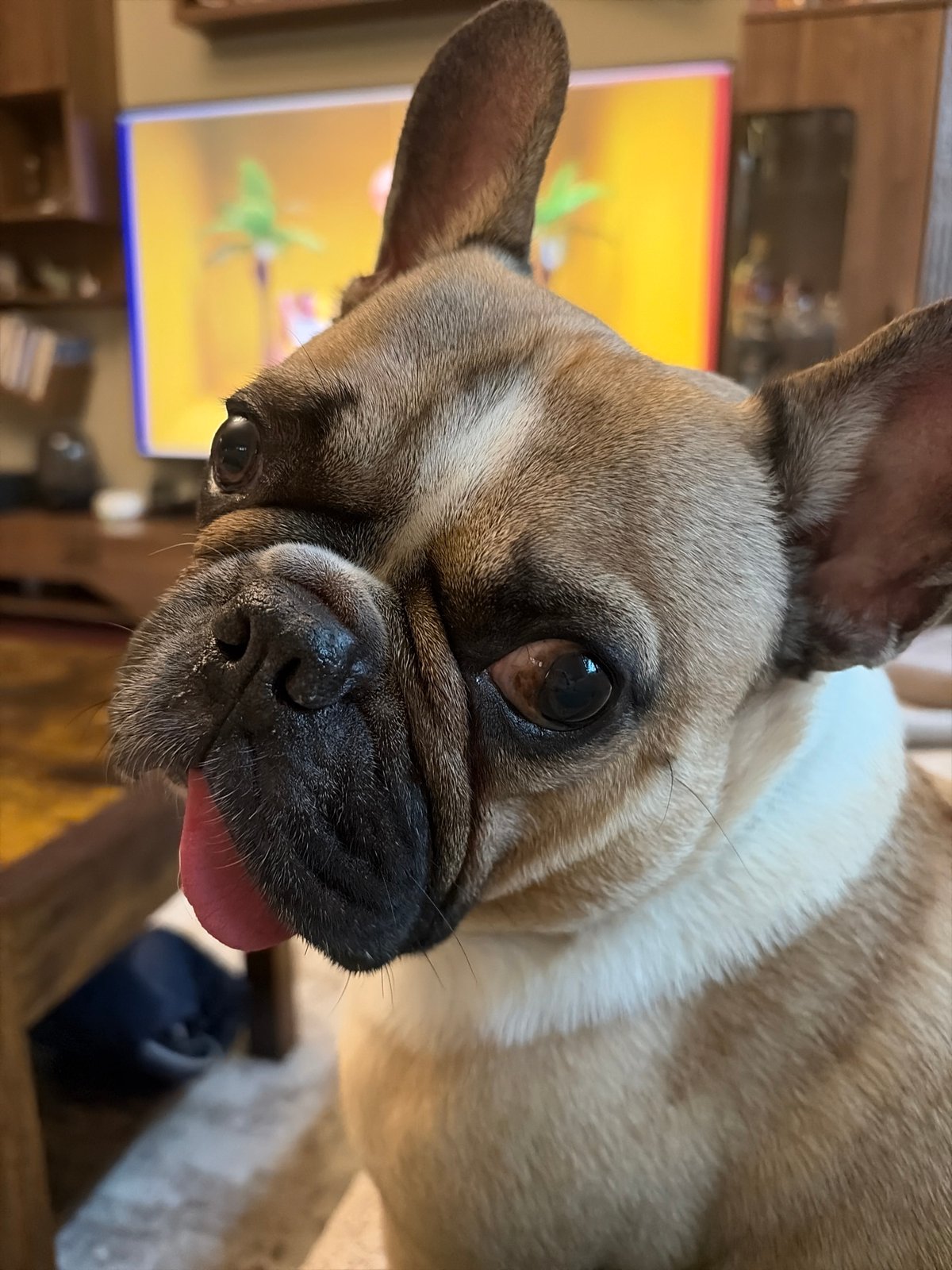 French Bulldog photographed in multiple close-up shots in Sofia