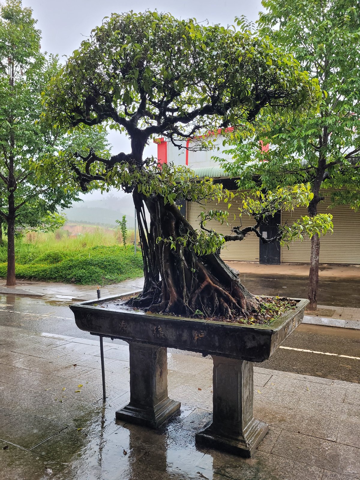 Bonsai trees and misty hillsides on a rainy morning
