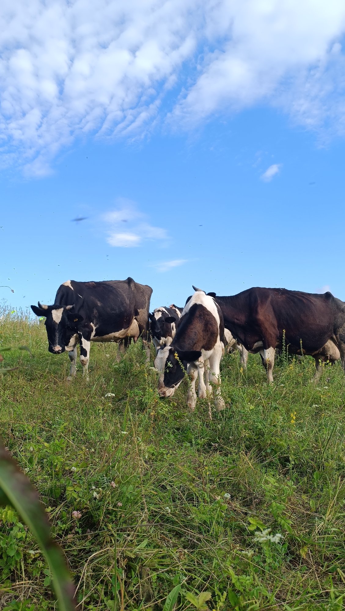 Cattle grazing in a summer meadow, Karsha, Russia