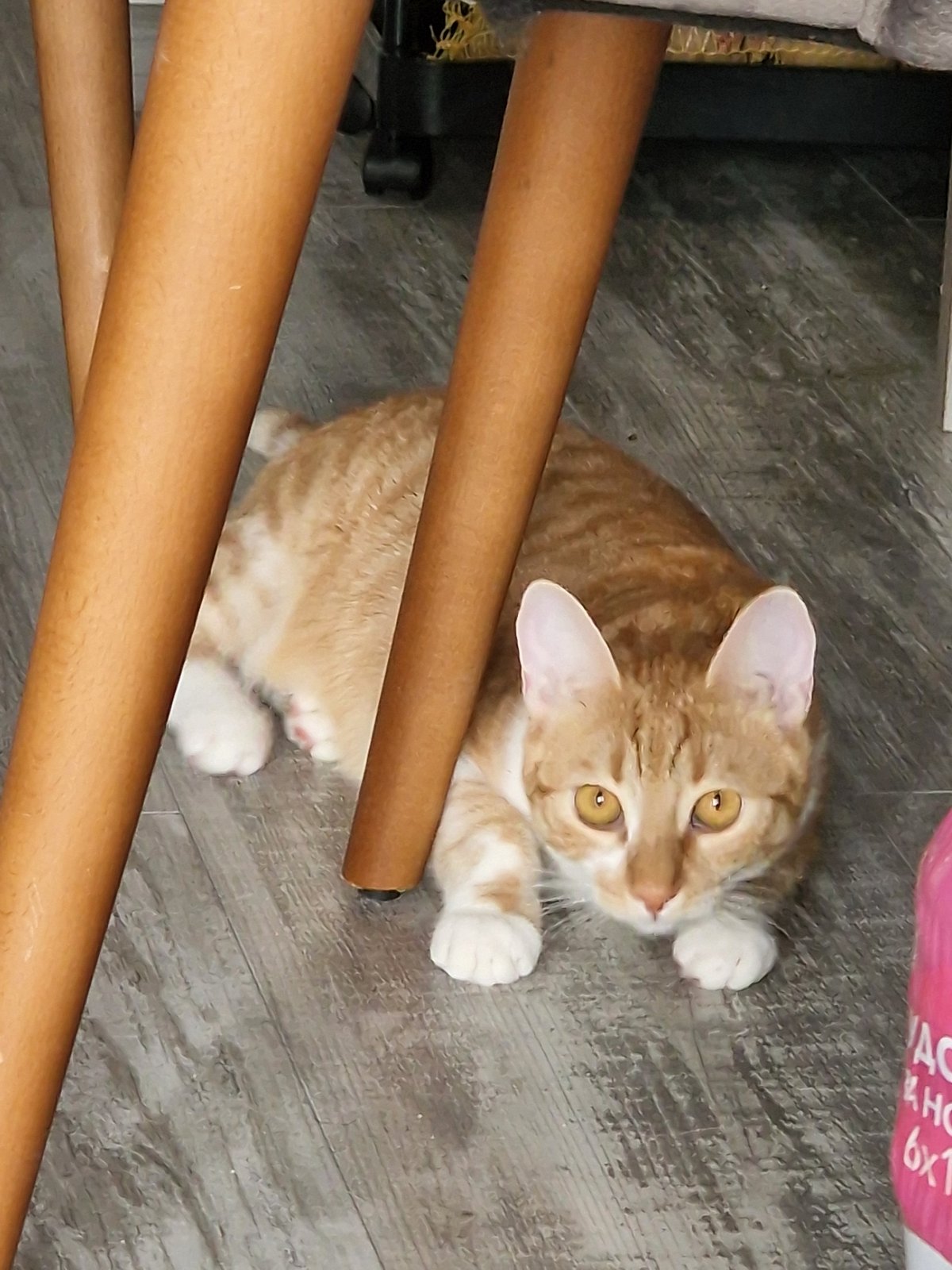 Tabby cat rests between chair legs in Plovdiv home
