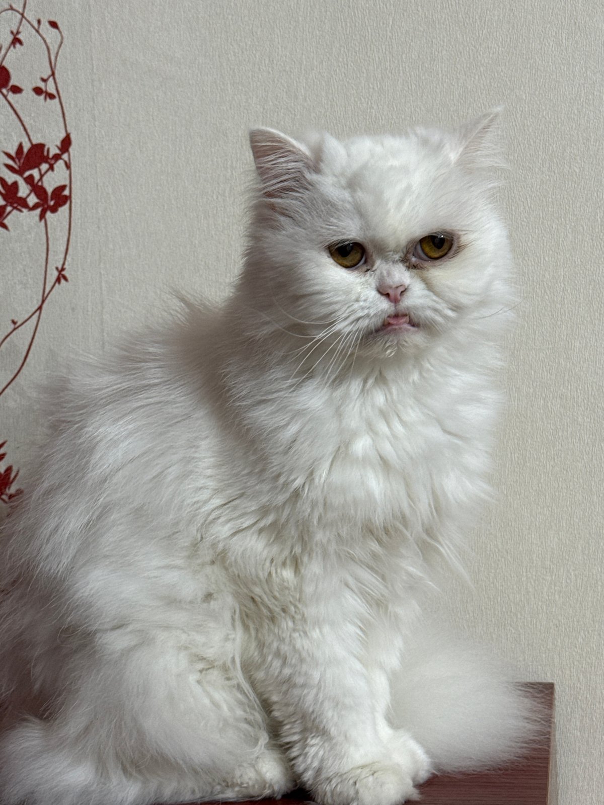 White Persian cats rest and groom in Burgas evening