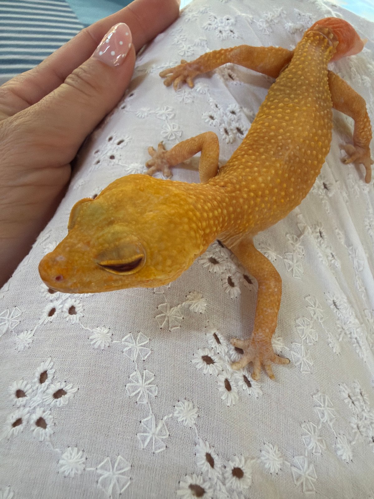 Person holds sleeping leopard gecko on fabric in Kuta