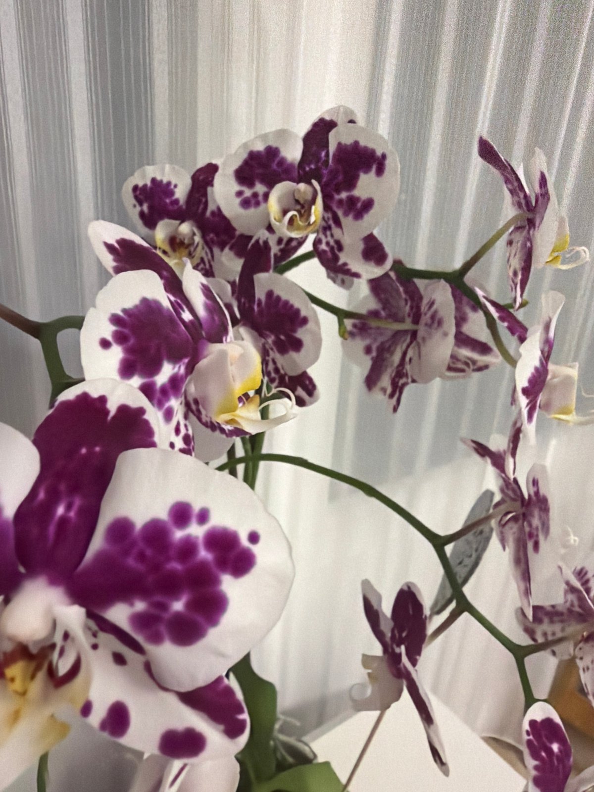 Orchids, ink, and interior details on a quiet Dorsten evening