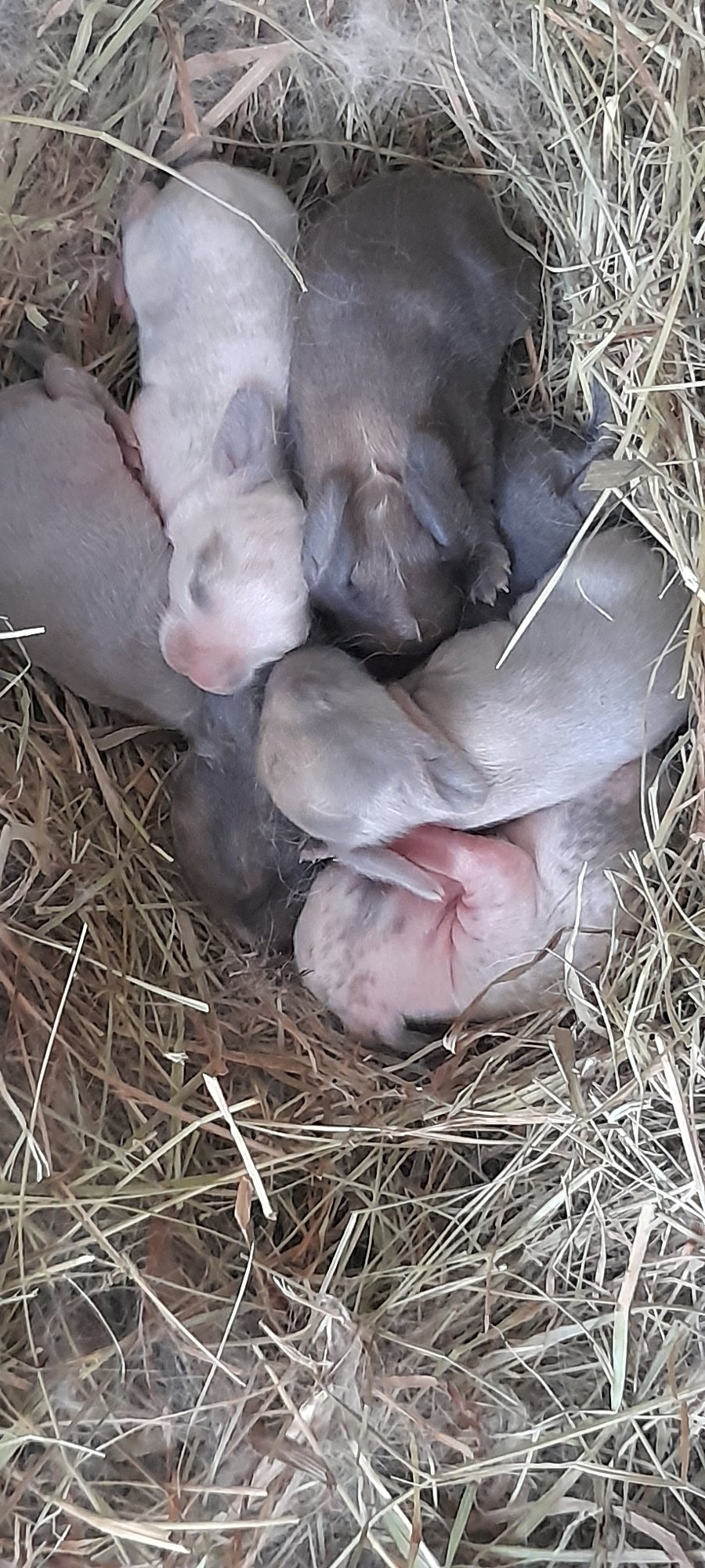 Rabbits, a cat, and garden details at home