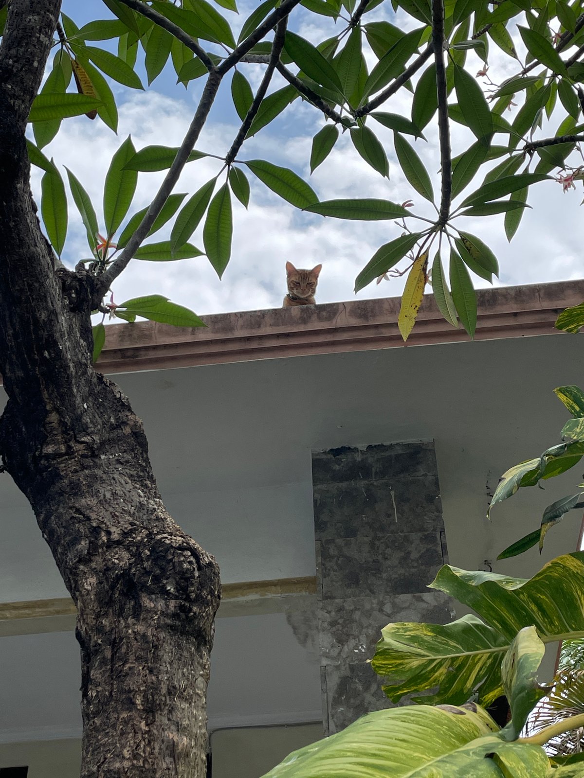 Cat spotted on building edge in Kuta Selatan