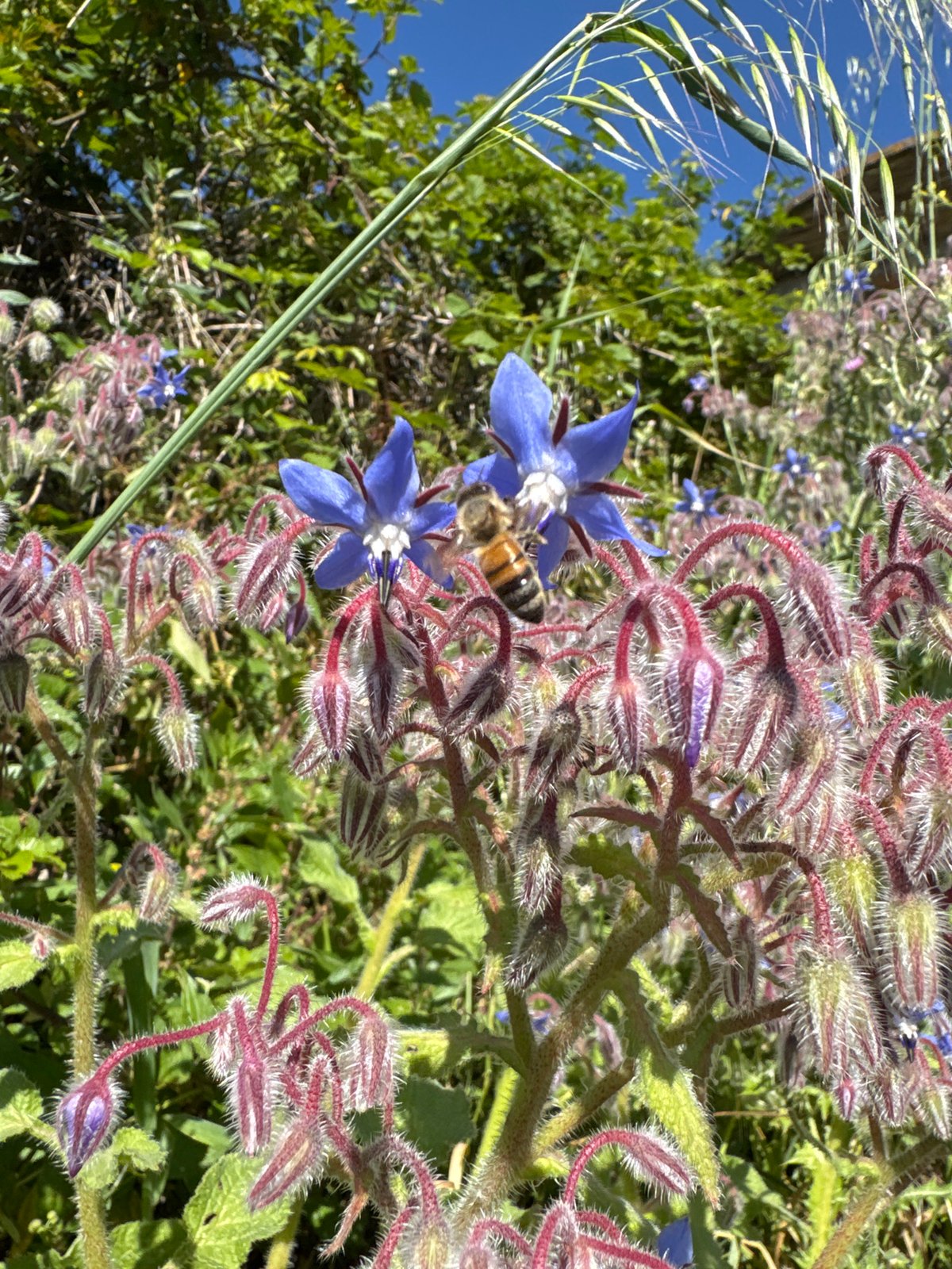 Spring nature documentation recorded across Aprilia, Italy gardens
