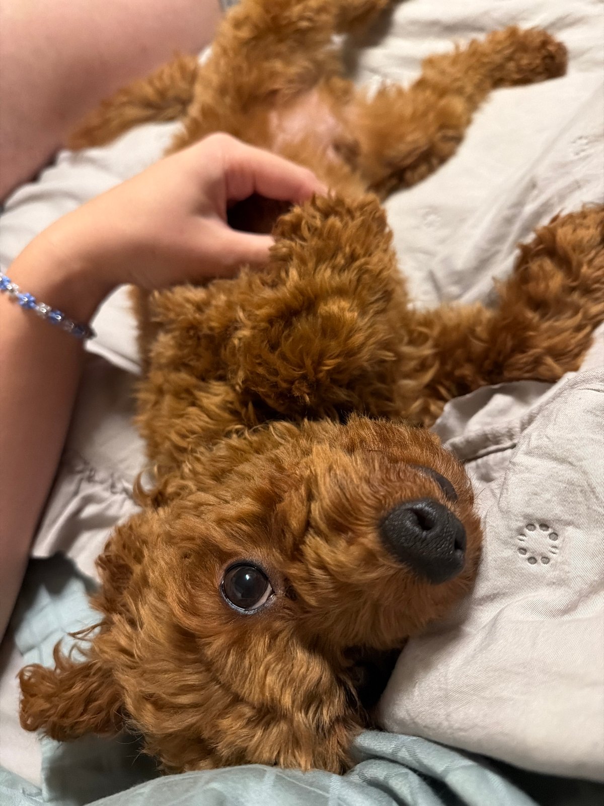 Poodle getting belly rubs on a bed in Sofia