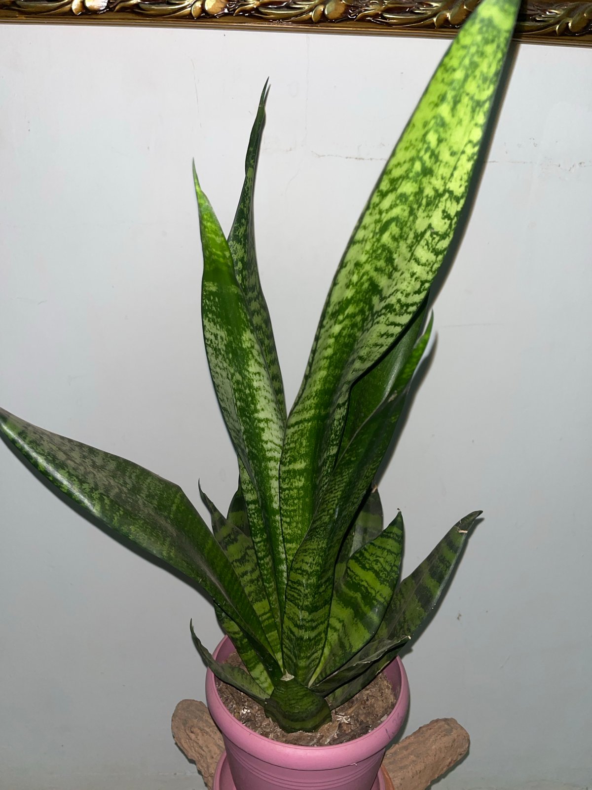 Late-night botanical and domestic observations recorded in Santa Ana, Venezuela