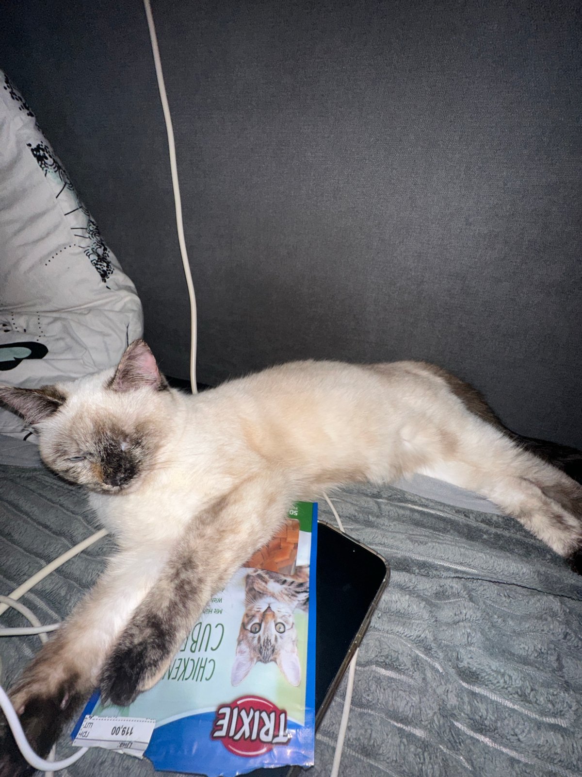 One-eyed Siamese cat rests on bedding during afternoon
