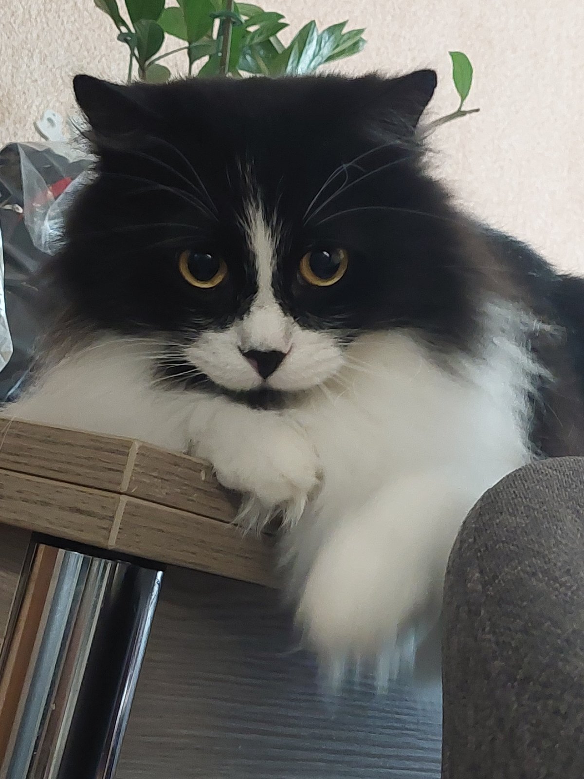 Black and white cat holds court on a wooden table in Plovdiv