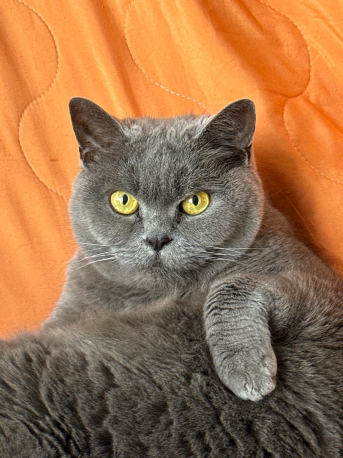 Grey cat photographed in close-up shots in Rishon LeZion