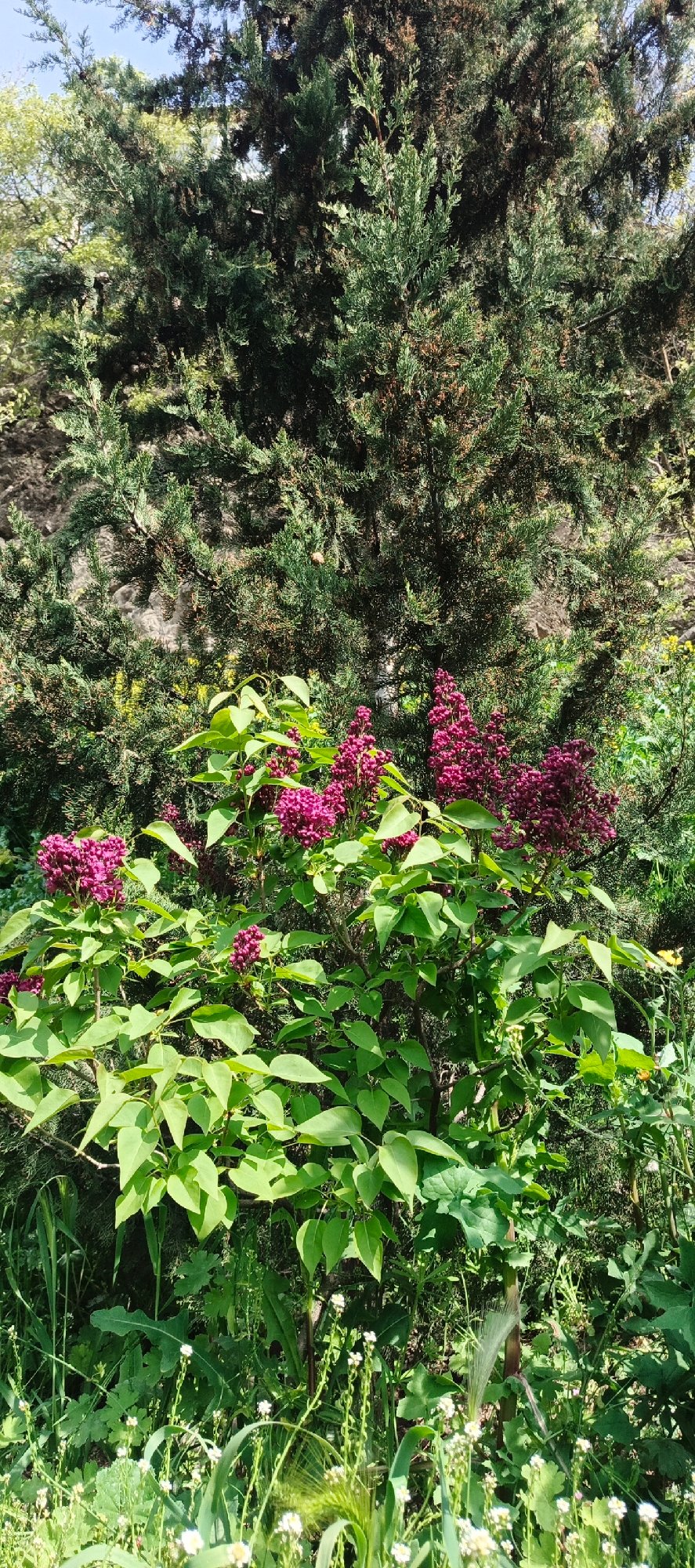 Spring morning botanical observation session in Tbilisi gardens