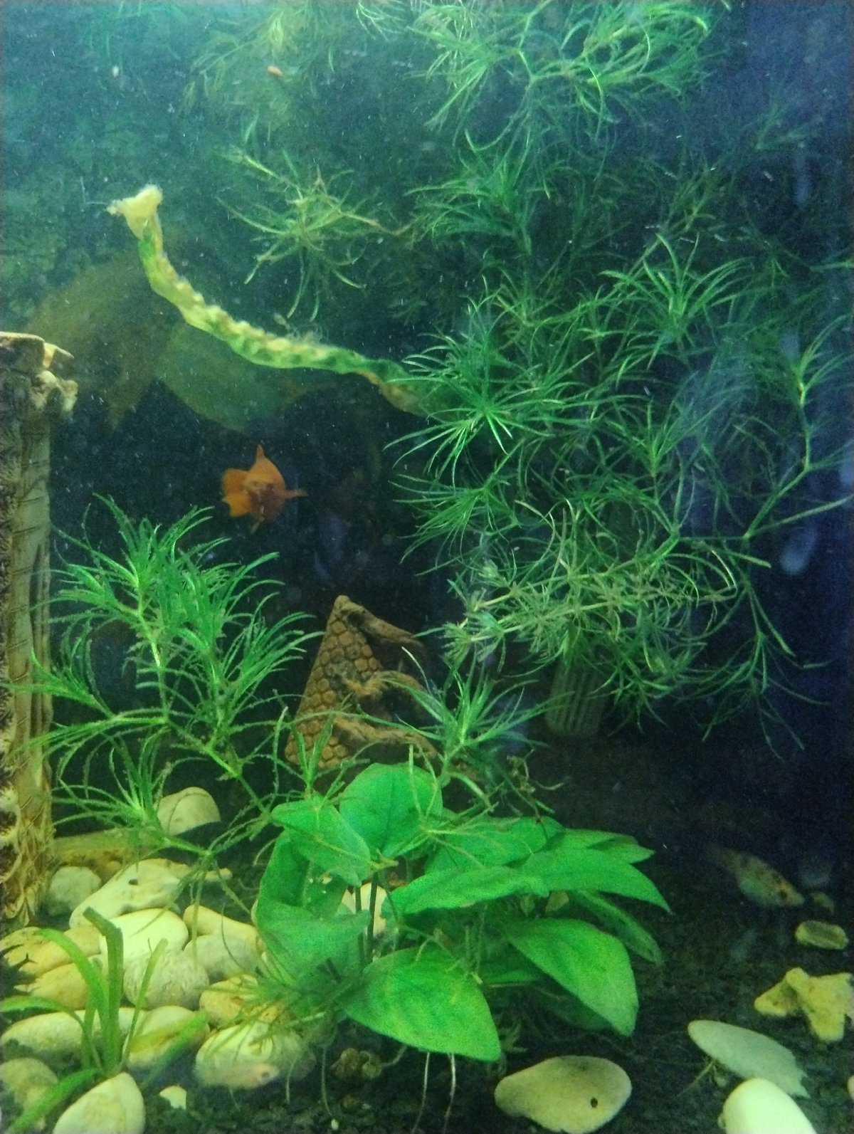 Aquarium life documented in Kropyvnytskyi featuring decorative castle and fish