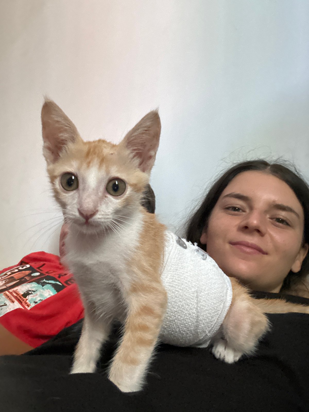 Bandaged ginger kitten gets up-close love in Mũi Né