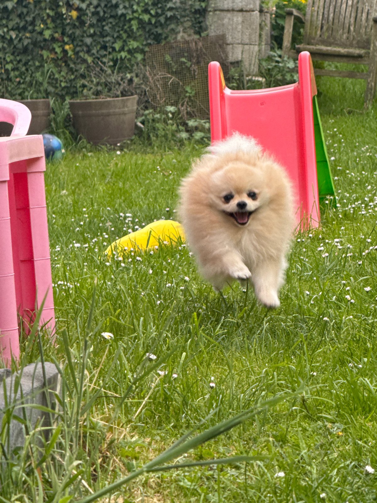 Pomeranian dog enjoys sunny afternoon in German garden