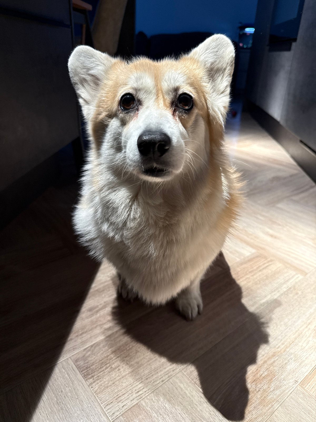 Corgi spotted indoors looking upward in Krasnoyarsk home