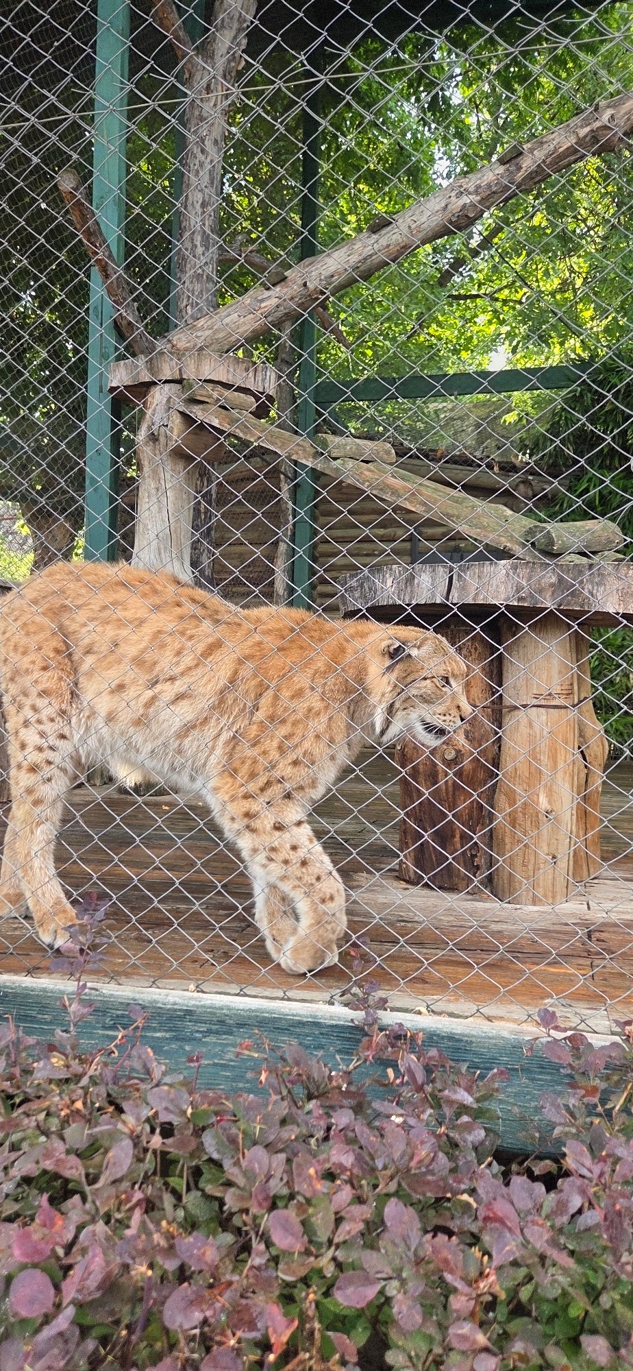 Wide-ranging zoo visit with big cats, bears, birds, and more