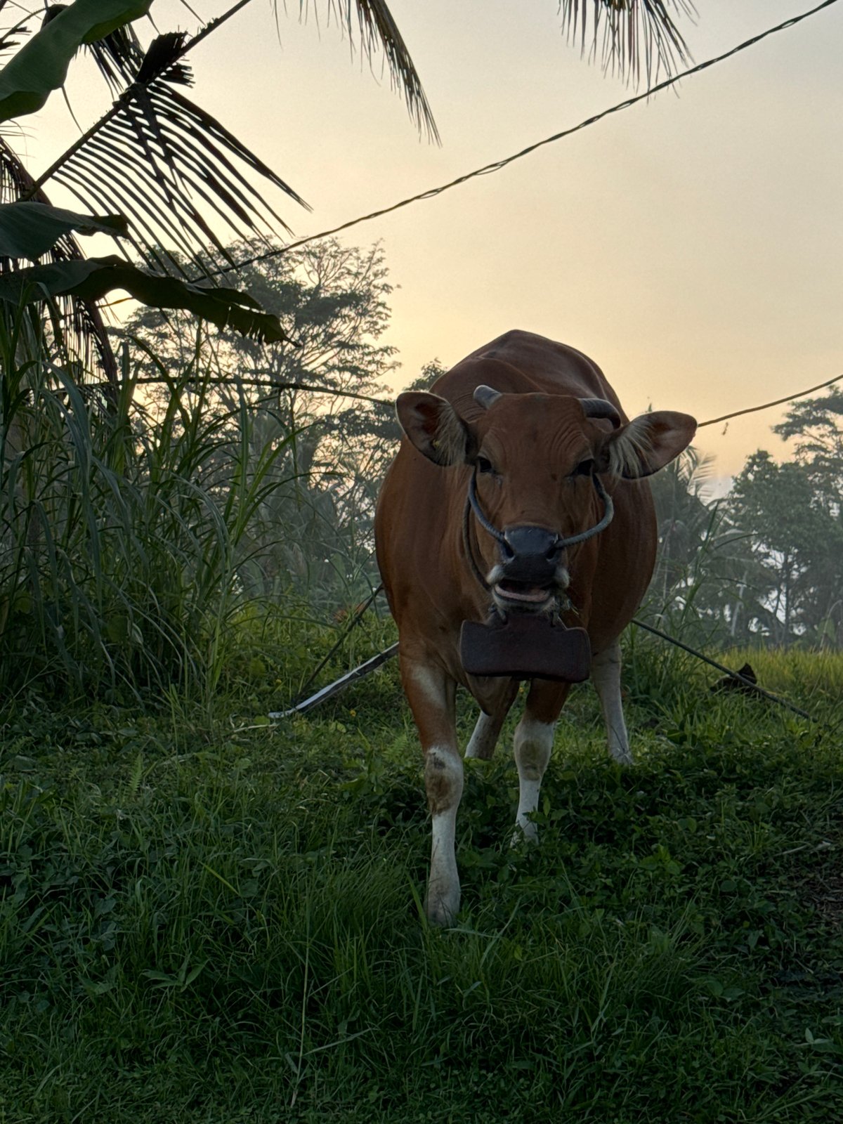 Sunrise over Bali rice fields, with cattle and smoldering crop debris