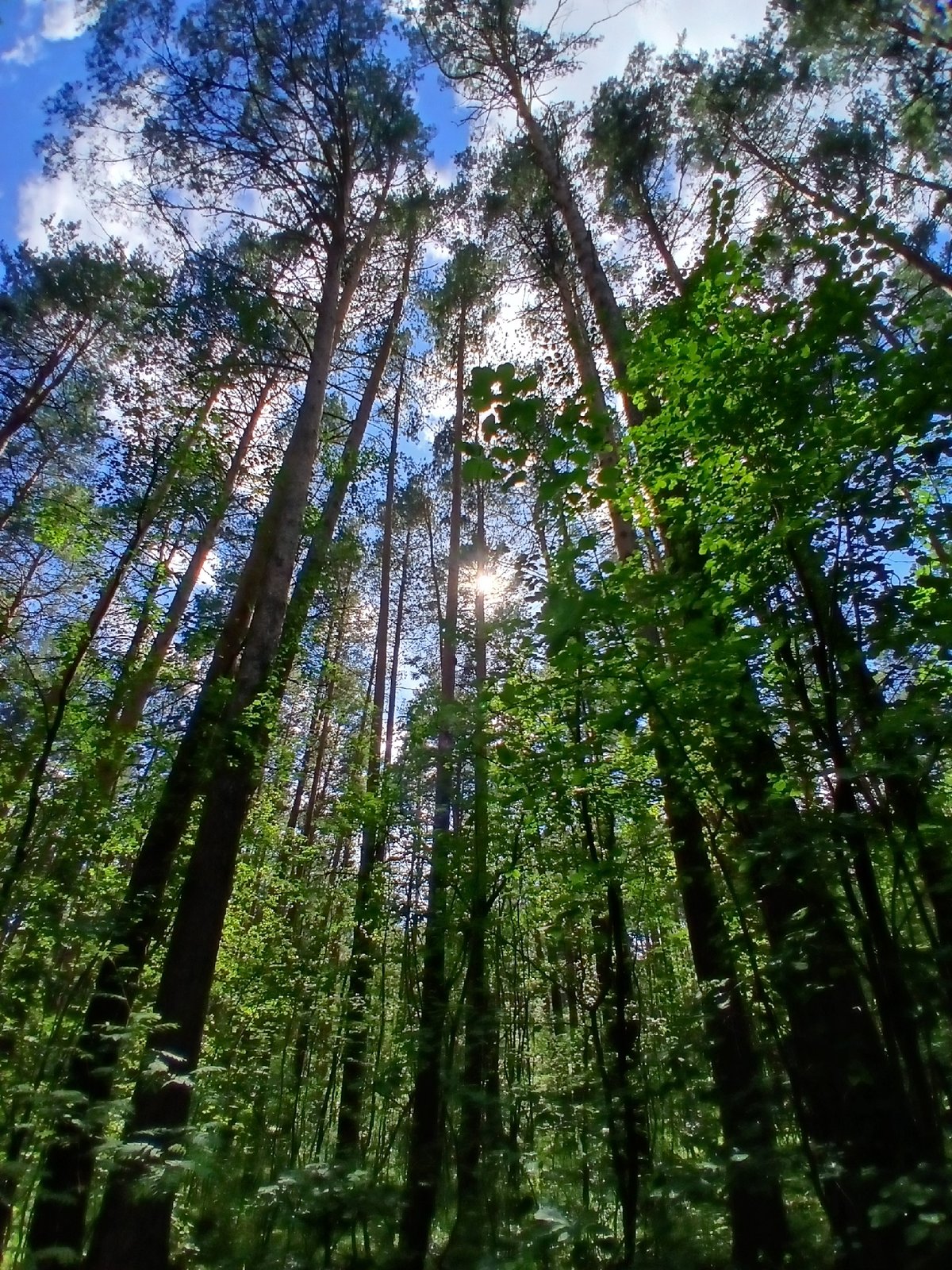 Forest canopy and road reflections near Yekaterinburg