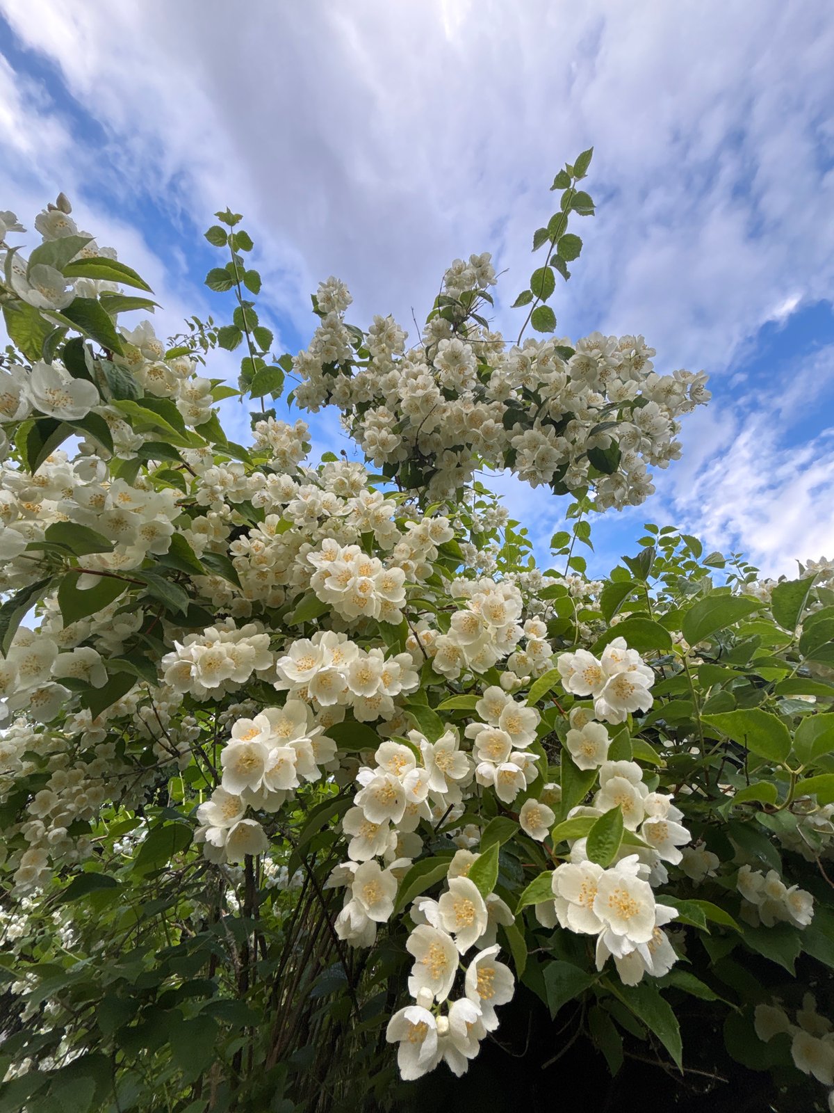 Jasmine in bloom against a Latvian summer sky