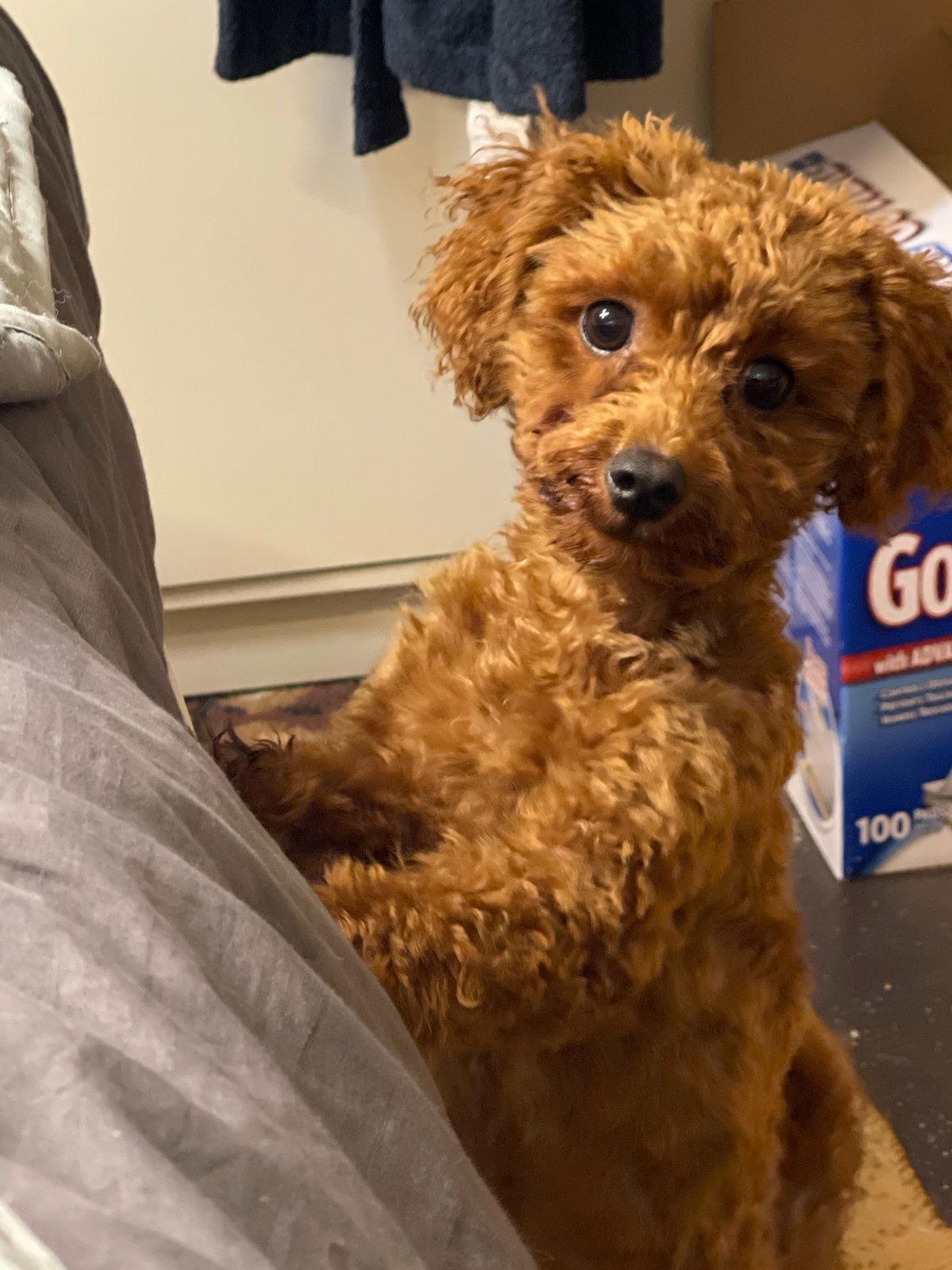 Toy poodle spotted on bedding in Sofia apartment