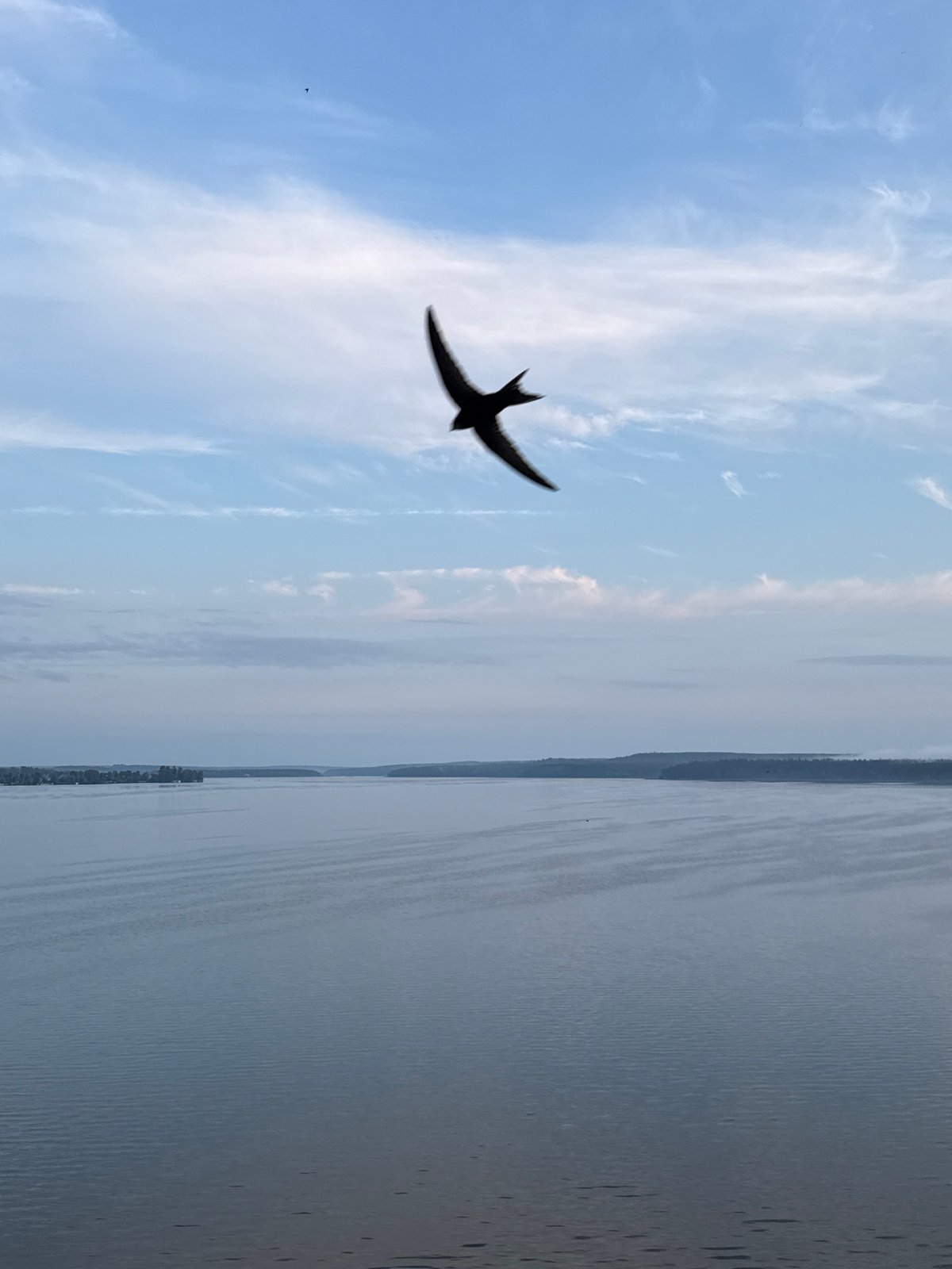 Swift in silhouette glides across a pale summer sky