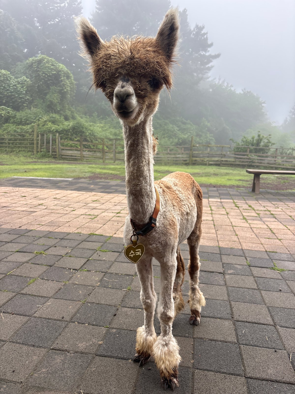 Alpaca farm visit in Jeju with themed hats and ponchos