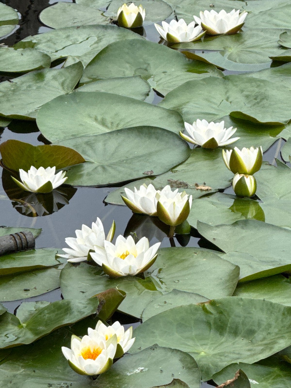 White water lilies in bloom on a Votkinsk pond