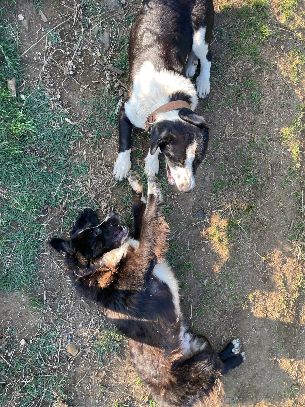 Animals play in rural Bulgarian countryside near Zlatograd