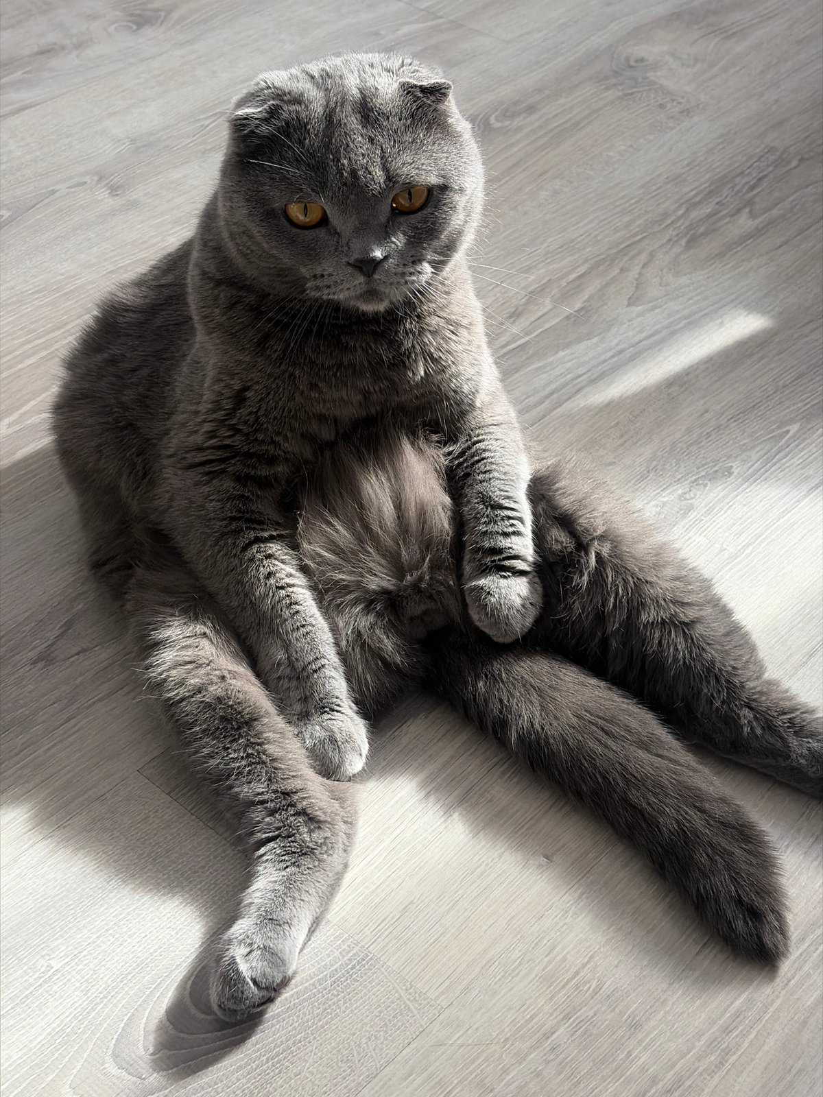 Scottish Fold cat plays with owner in Saint Petersburg apartment