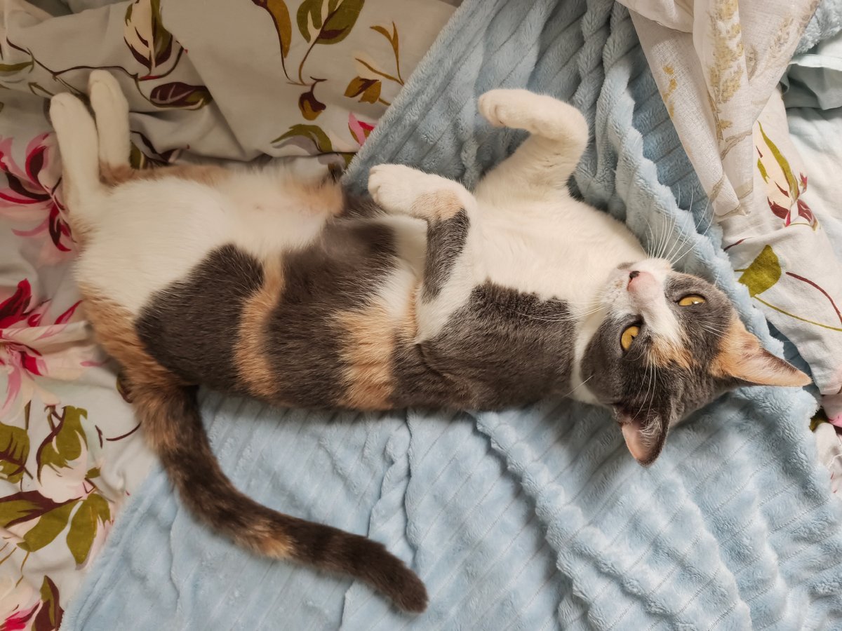 Calico cat's lazy Friday morning in Sochi, with side quests