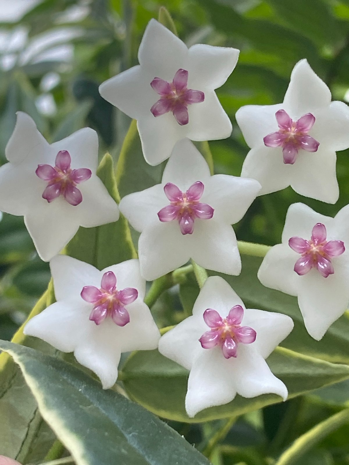 White star-shaped flowers with pink centers in close-up bloom