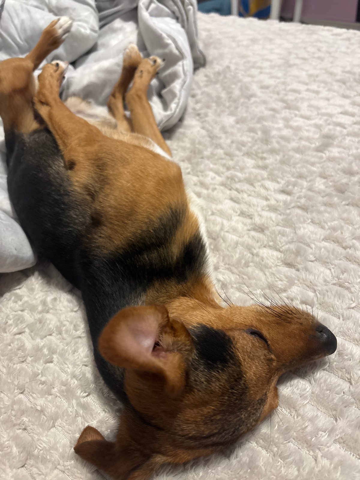 Dog naps peacefully under white blankets in Burgas home