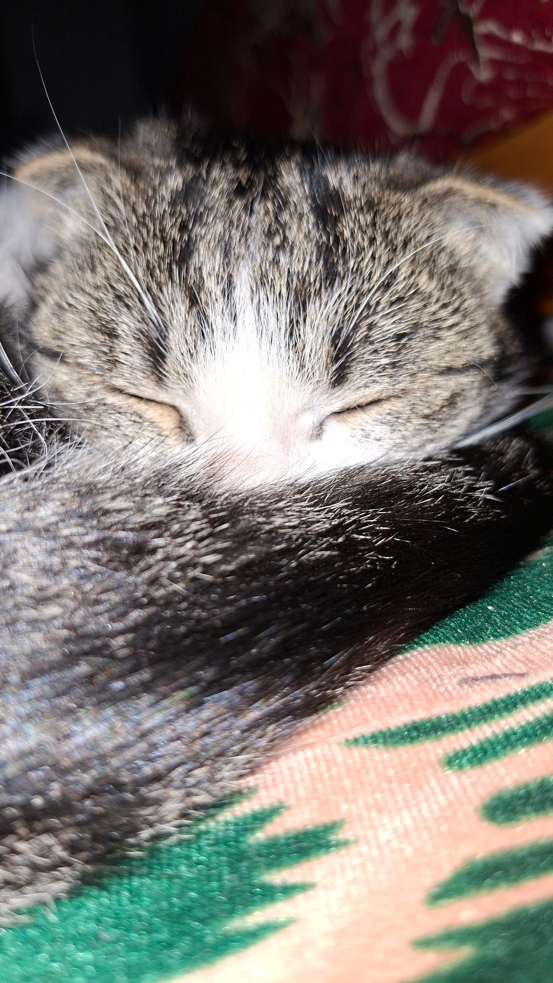 Tabby cat photographed sleeping on patterned fabric surfaces