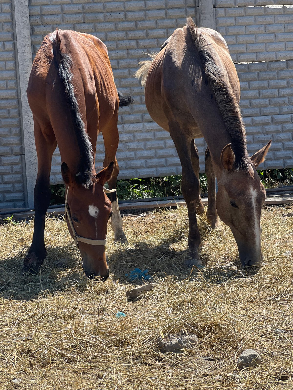Young horses in a dusty Kyrgyz yard on a summer morning
