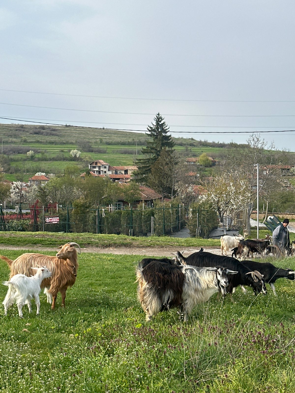 Livestock grazing documented in Bulgarian countryside
