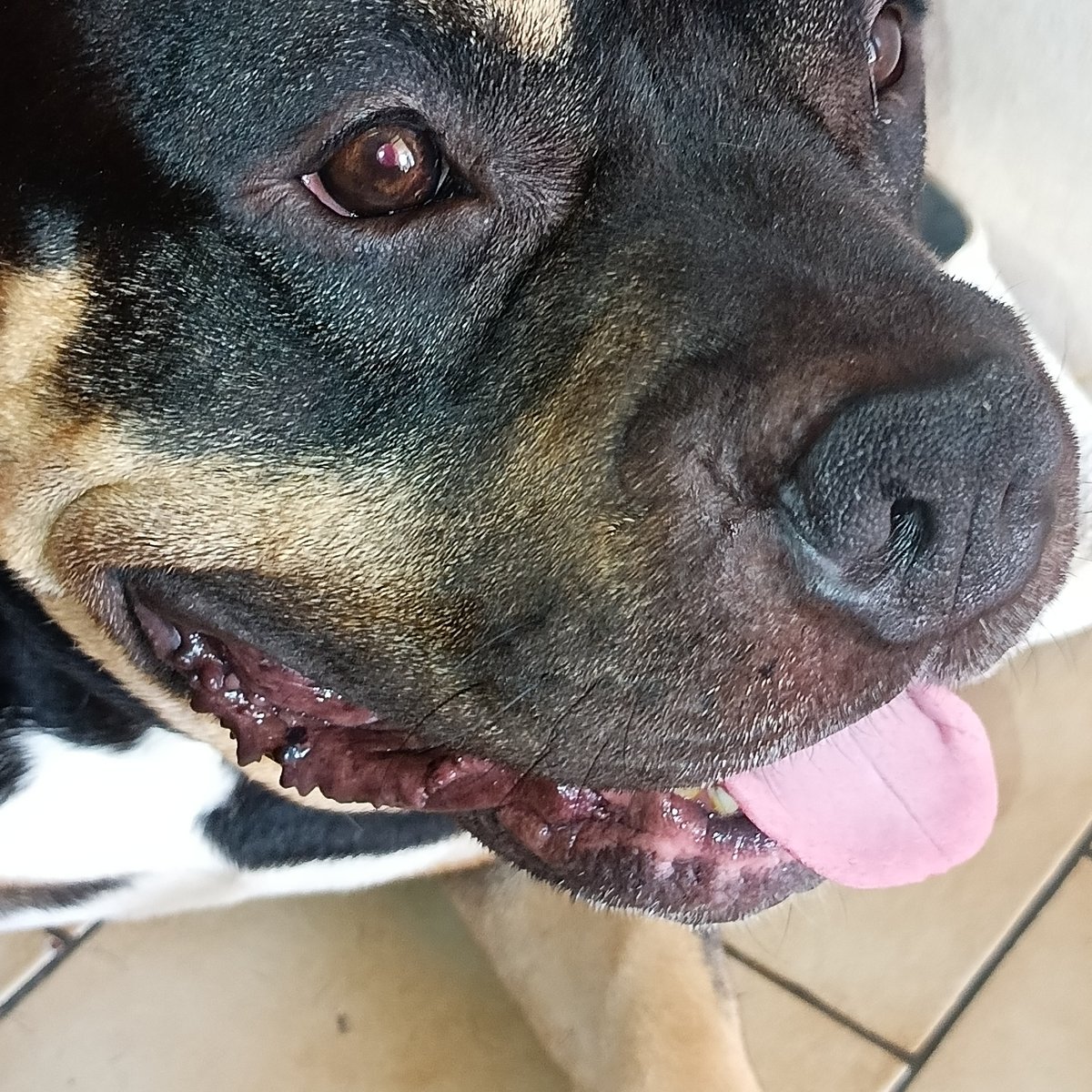 Rottweiler-type dog chilling on a tiled floor in Cheb