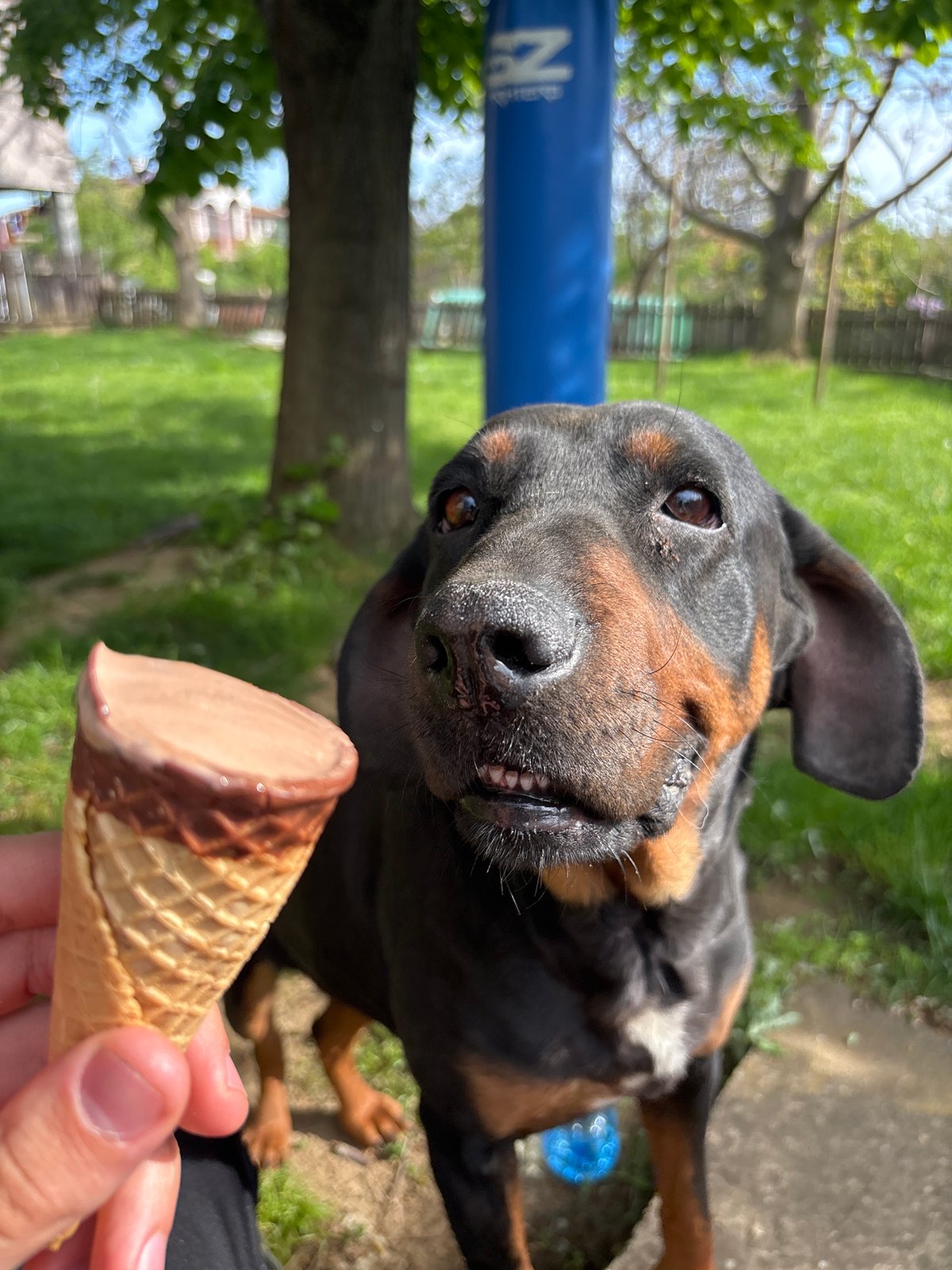 Dogs and ice cream moment captured in Bulgarian yard