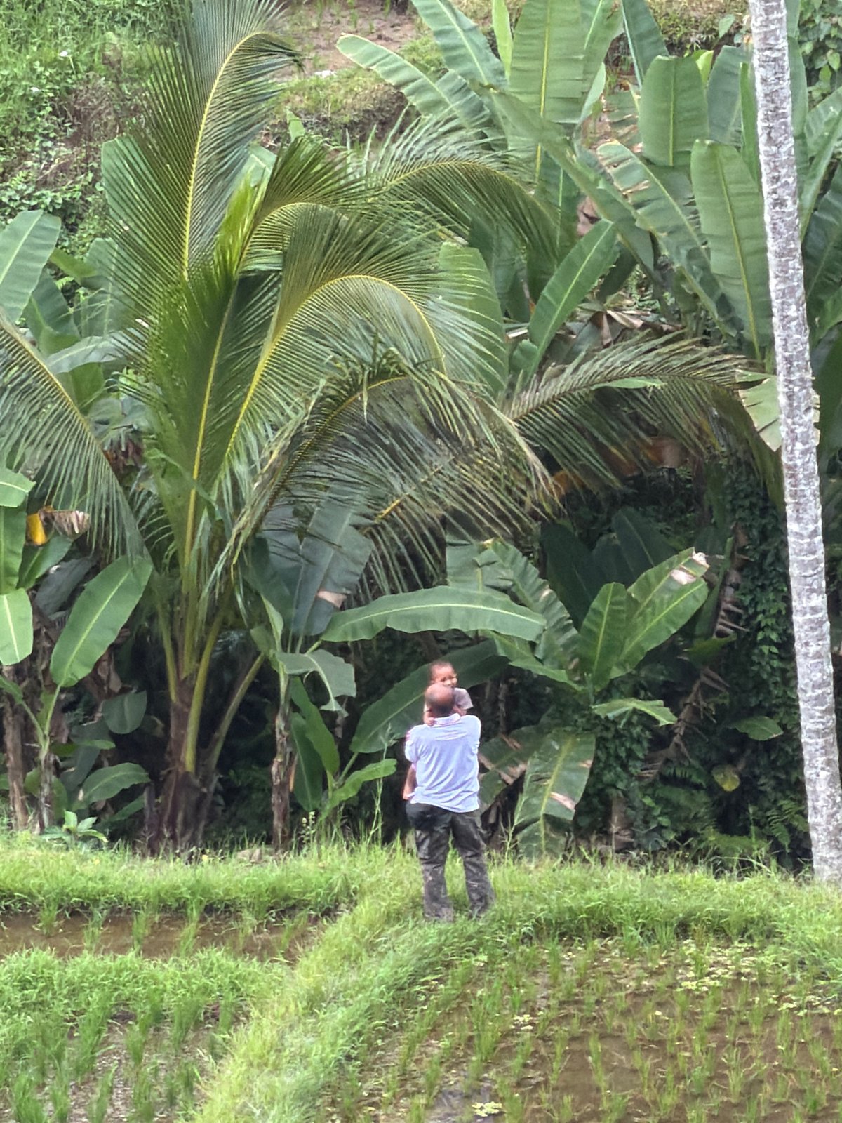 Father and child visit Bali rice terraces