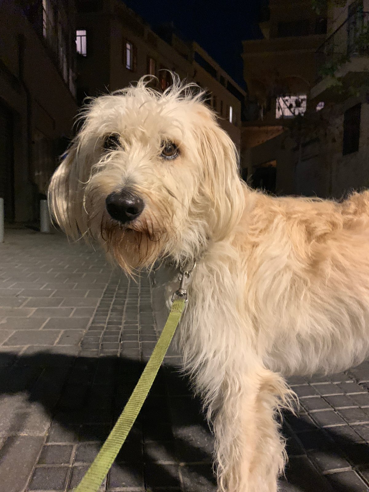 Nighttime dog walking captured on Tel-Aviv street