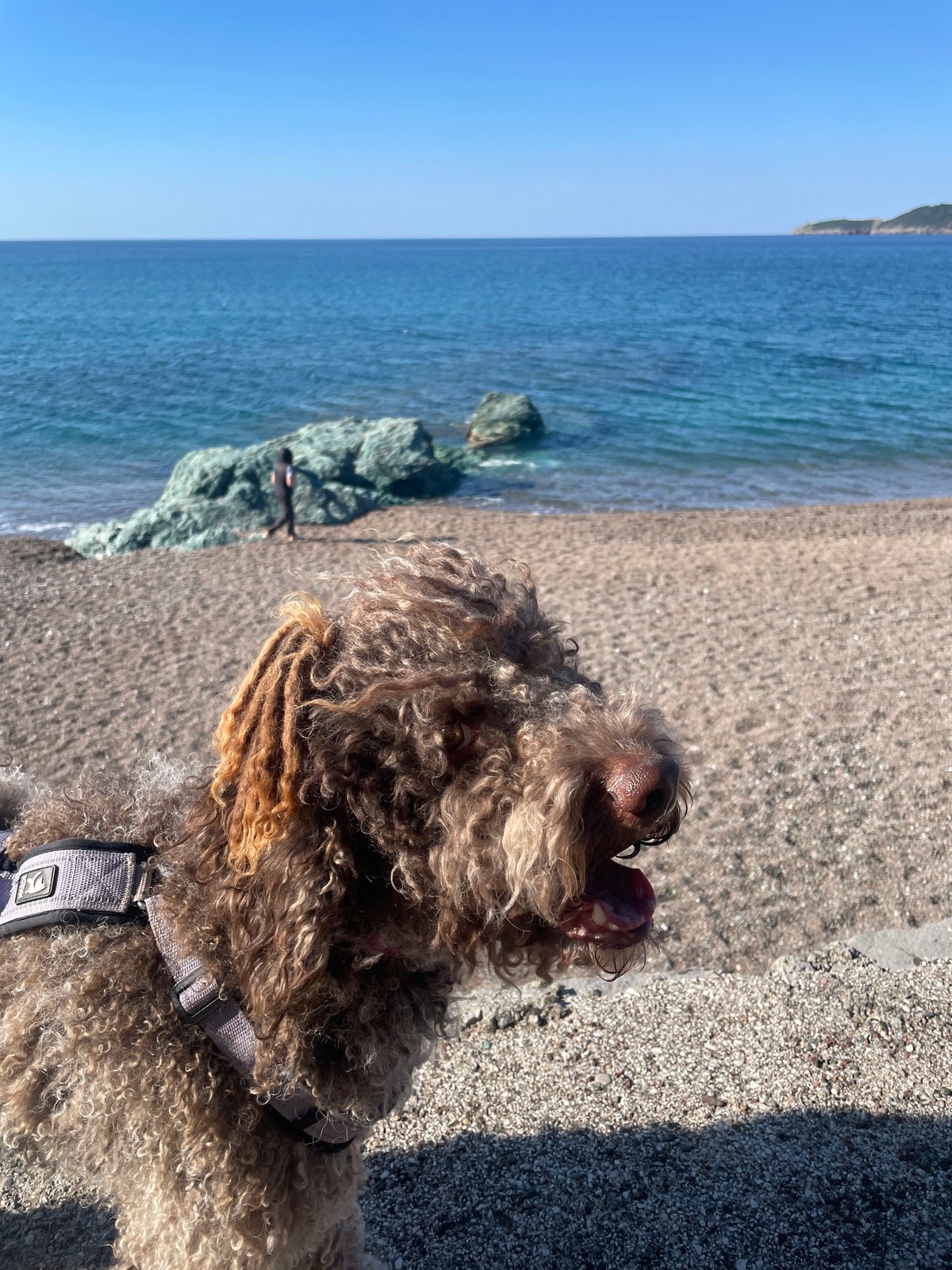 Curly-haired dog spotted at multiple locations in Rafailovići, Montenegro