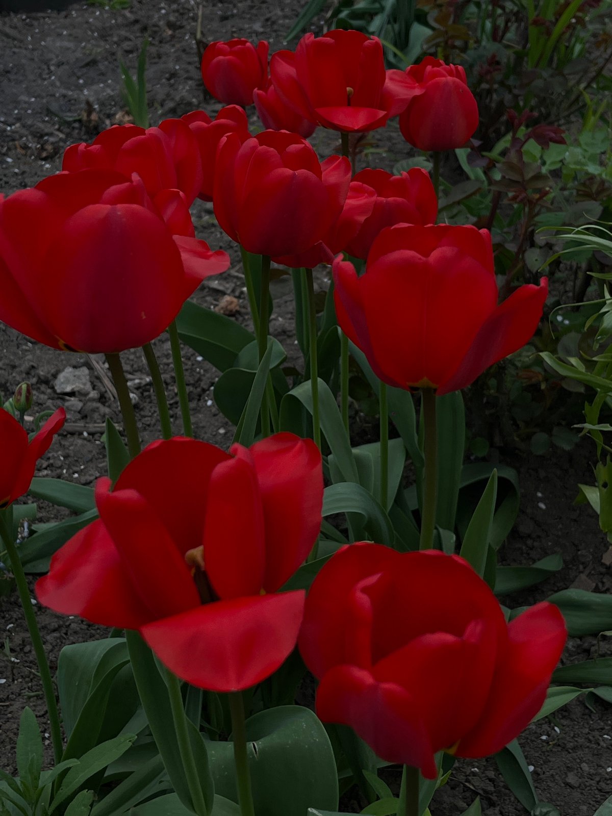 Spring day documented through flowers, portraits in Novopokrovskaya, Russia