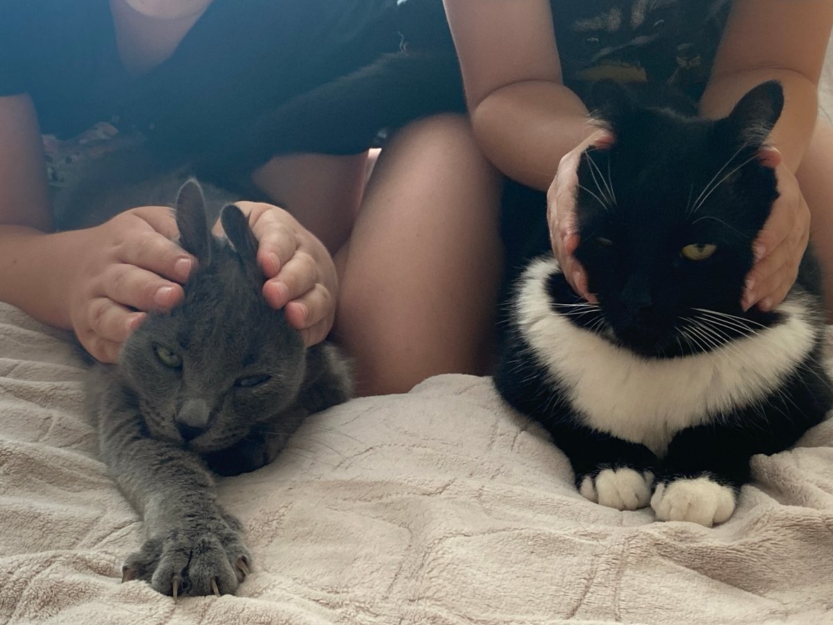 Lazy summer day in Chaikovsky: cats, kids, and wild strawberries