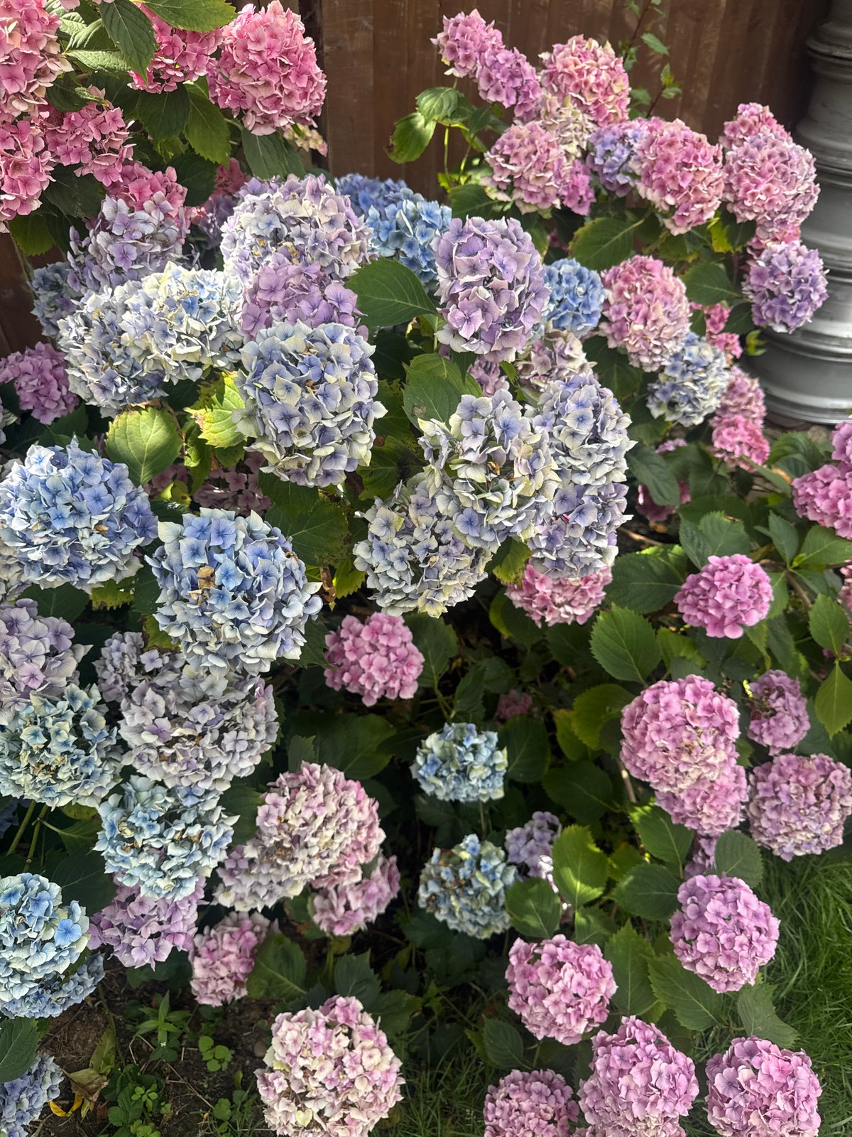 Hydrangeas in full bloom, a mix of pink, purple, and blue
