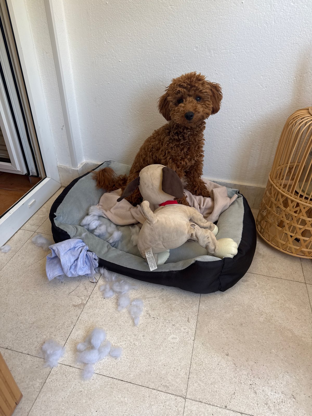 Brown poodle sits amid destroyed dog bed in Montenegro