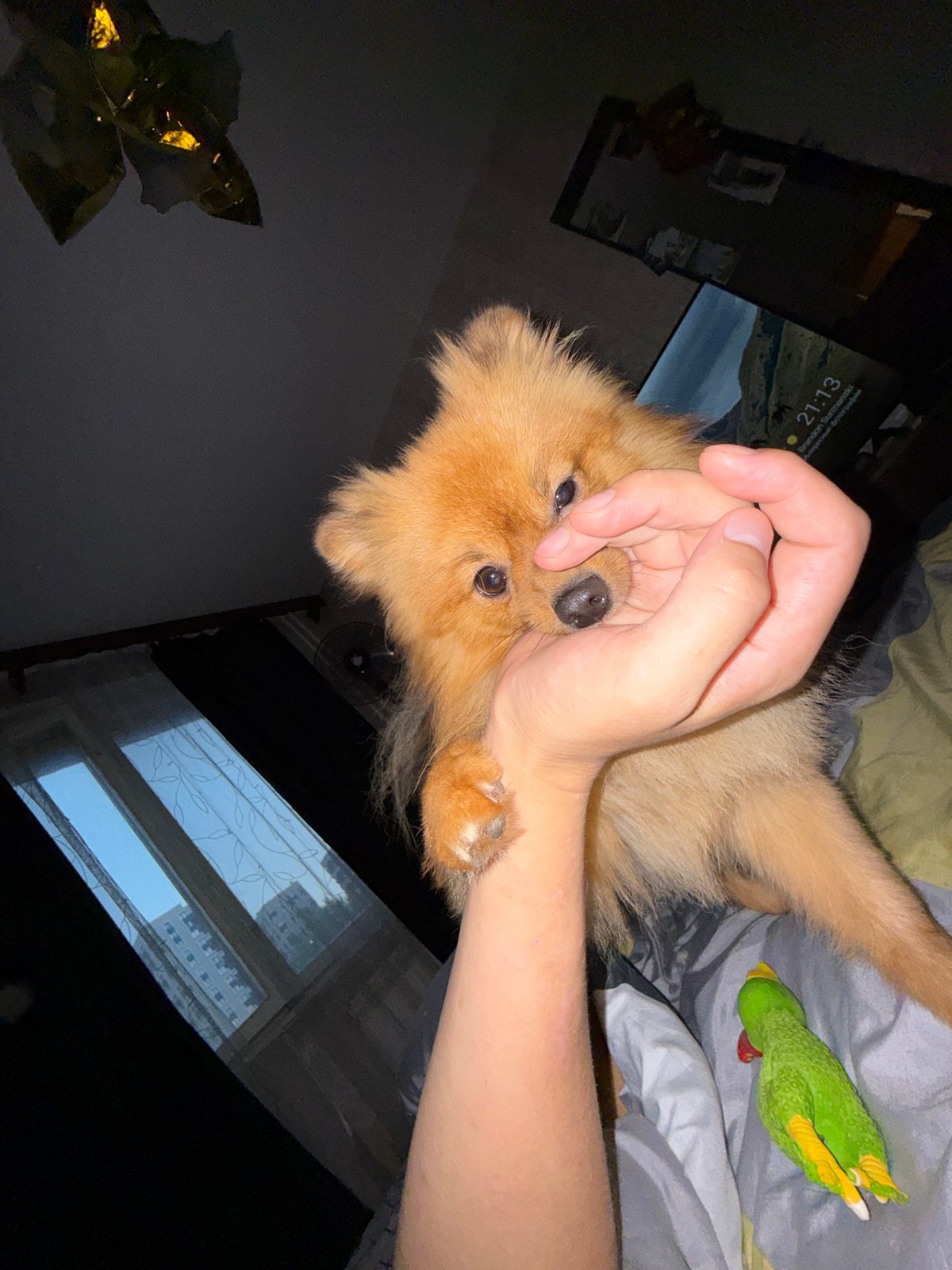 Pomeranian gets up-close affection at home in Khimki